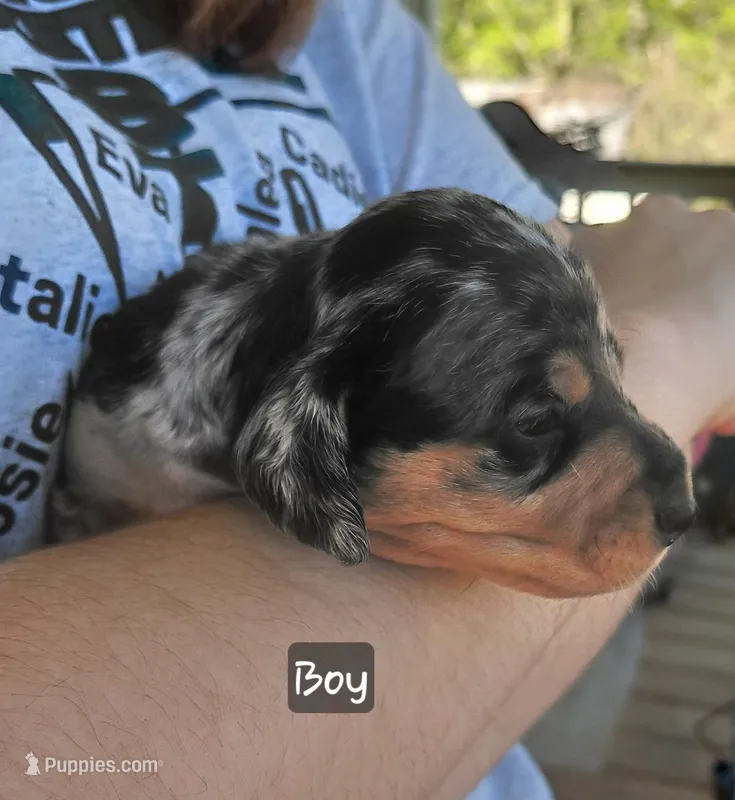 Blue – Miniature Dachshund puppy for sale in Greeneville, TN