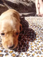 Peanut , a male Miniature Dachshund for sale in Greeneville, TN – Photo 4 of 4