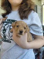 Peanut , a male Miniature Dachshund for sale in Greeneville, TN – Photo 3 of 4