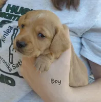 Peanut , a male Miniature Dachshund for sale in Greeneville, TN – Photo 2 of 4