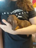 Cowboy Coco , a male Miniature Dachshund for sale in Greeneville, TN – 4 of 4