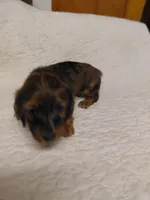 Princess G1, a female Miniature Dachshund for sale in Greeneville, TN – 5 of 9