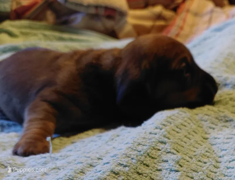 Pickles by Quigley  – Miniature Dachshund puppy for sale in Greeneville, TN