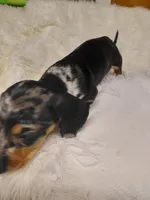 Pickles peanut , a male Miniature Dachshund for sale in Greeneville, TN – 4 of 4
