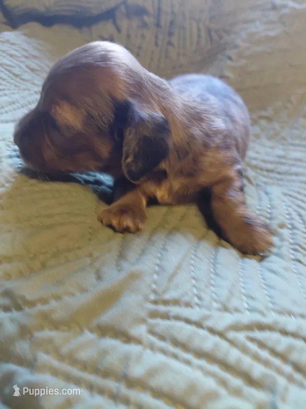 Princess G2 – Miniature Dachshund puppy for sale in Greeneville, TN