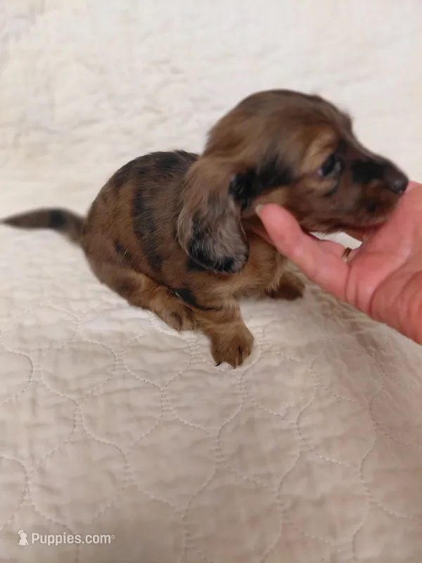 Princess G1 – Miniature Dachshund puppy for sale in Greeneville, TN