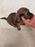 Princess G1, a female Miniature Dachshund for sale in Greeneville, TN – 1 of 9
