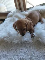 Peanut , a female Miniature Dachshund for sale in Greeneville, TN – 2 of 4