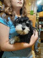 Snookie 2, a female Miniature Schnauzer for sale in Greeneville, TN – 5 of 6