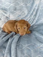 Blondie, a male Miniature Dachshund for sale in Greeneville, TN – 2 of 6