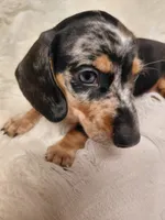 Pickles peanut , a male Miniature Dachshund for sale in Greeneville, TN – 2 of 4