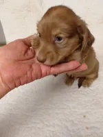 Princess B1, a male Miniature Dachshund for sale in Greeneville, TN – 1 of 6