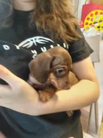 Cowboy Coco , a male Miniature Dachshund for sale in Greeneville, TN – 2 of 4