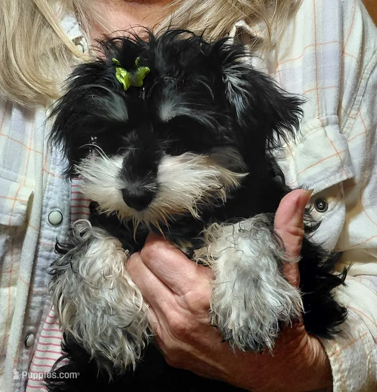 Snookie 2 – Miniature Schnauzer puppy for sale in Greeneville, TN