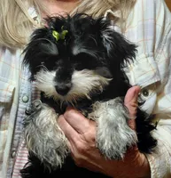 Snookie 2, a female Miniature Schnauzer for sale in Greeneville, TN – 1 of 6