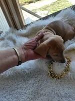 Peanut , a female Miniature Dachshund for sale in Greeneville, TN – 3 of 4