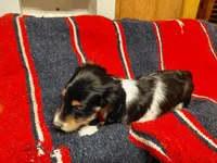 Boss, a male Dachshund for sale in Greeneville, TN – Photo 3 of 3