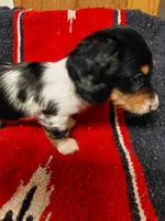 Boss, a male Dachshund for sale in Greeneville, TN – Photo 2 of 3