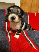 Boss, a male Dachshund for sale in Greeneville, TN – Photo 1 of 3