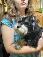 Snookie 2, a female Miniature Schnauzer for sale in Greeneville, TN – 6 of 6