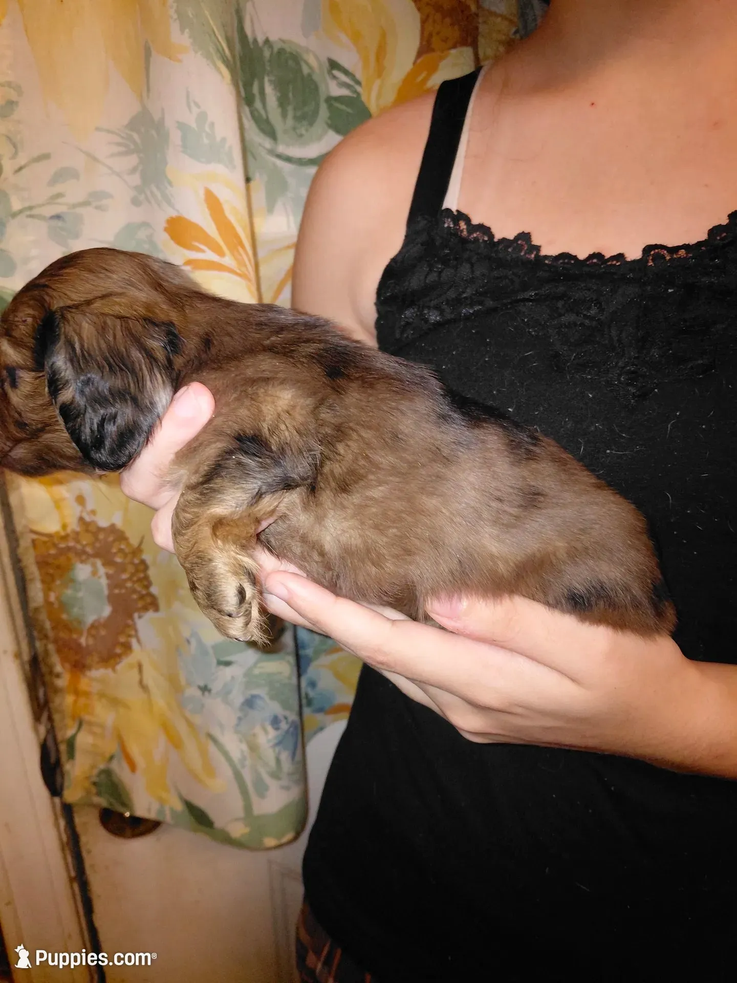 Princess G1, a female Miniature Dachshund for sale in Greeneville, TN – 6 of 9