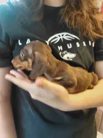 Cowboy Coco , a male Miniature Dachshund for sale in Greeneville, TN – 3 of 4