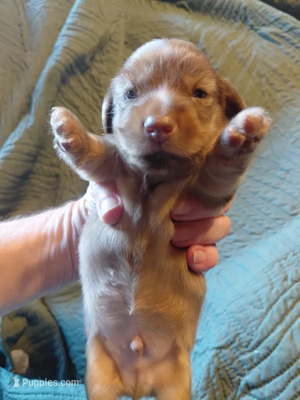 Princess B1 – Miniature Dachshund puppy for sale in Greeneville, TN