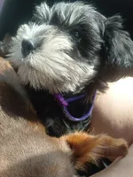 Snookie, a female Miniature Schnauzer for sale in Greeneville, TN – 2 of 4