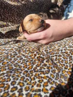 Butter, a female Miniature Dachshund for sale in Greeneville, TN – Photo 3 of 4