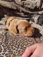 Butter, a female Miniature Dachshund for sale in Greeneville, TN – Photo 4 of 4