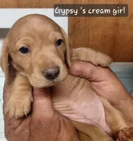 Butter, a female Miniature Dachshund for sale in Greeneville, TN – 5 of 6