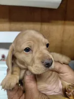 Butter, a female Miniature Dachshund for sale in Greeneville, TN – 6 of 6