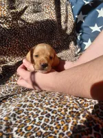 Butter, a female Miniature Dachshund for sale in Greeneville, TN – Photo 2 of 4