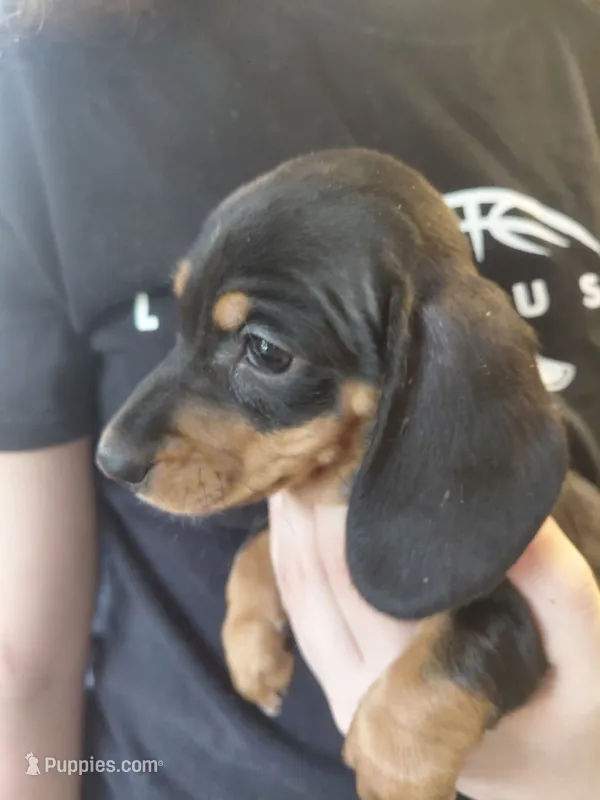 Jazzy Girl  – Miniature Dachshund puppy for sale in Greeneville, TN
