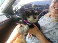 Snookie, a female Miniature Schnauzer for sale in Greeneville, TN – 4 of 4