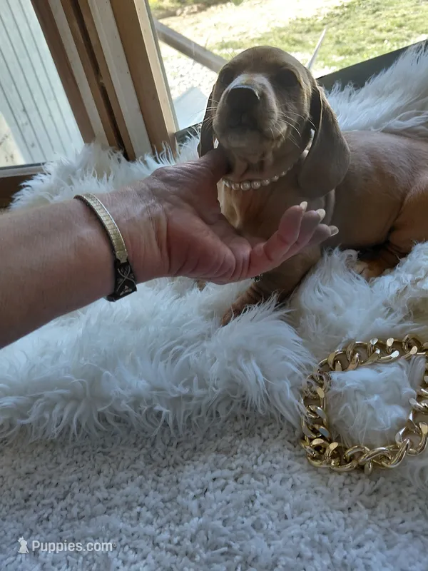 Butter – Miniature Dachshund puppy for sale in Greeneville, TN