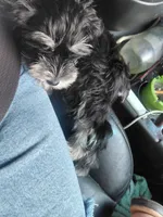 Snookie, a female Miniature Schnauzer for sale in Greeneville, TN – 3 of 4