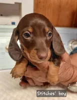 Stitch Coco, a male Miniature Dachshund for sale in Greeneville, TN – Photo 1 of 3