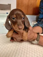 Stitch Coco, a male Miniature Dachshund for sale in Greeneville, TN – Photo 3 of 3