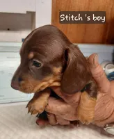 Stitch Coco, a male Miniature Dachshund for sale in Greeneville, TN – Photo 2 of 3