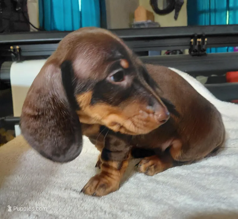 Stitch Coco – Miniature Dachshund puppy for sale in Greeneville, TN