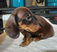 Stitch Coco, a male Miniature Dachshund for sale in Greeneville, TN – 1 of 4