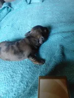Princess G2, a female Miniature Dachshund for sale in Greeneville, TN – 2 of 2