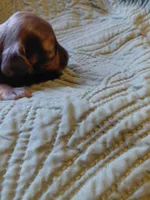 Princess G2, a female Miniature Dachshund for sale in Greeneville, TN – 5 of 5