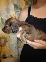 Princess G1, a female Miniature Dachshund for sale in Greeneville, TN – 2 of 9