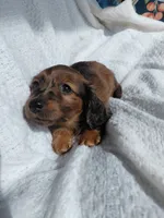 Hershey , a female Miniature Dachshund for sale in Greeneville, TN – 6 of 6