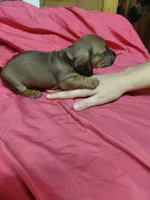 Pickles by Quigley , a female Miniature Dachshund for sale in Greeneville, TN – 1 of 6