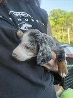 Gypsy Blue, a male Miniature Dachshund for sale in Greeneville, TN – Photo 2 of 5