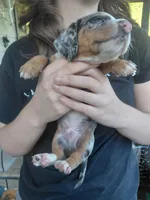 Gypsy Blue, a male Miniature Dachshund for sale in Greeneville, TN – Photo 5 of 5