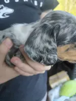 Gypsy Blue, a male Miniature Dachshund for sale in Greeneville, TN – Photo 4 of 5